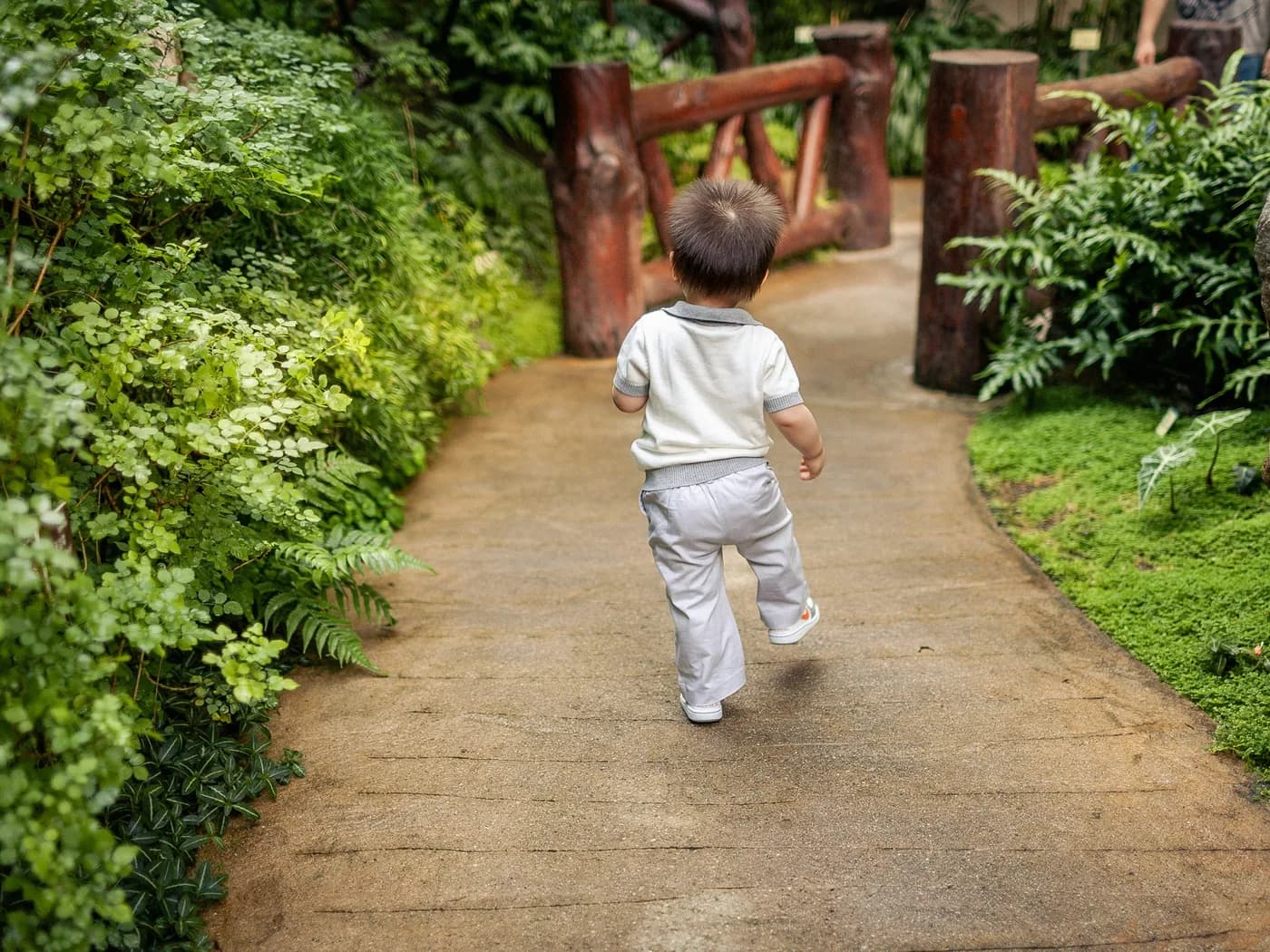 A young child walking along a garden path between ferns and trees